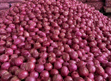 Export Red Onion